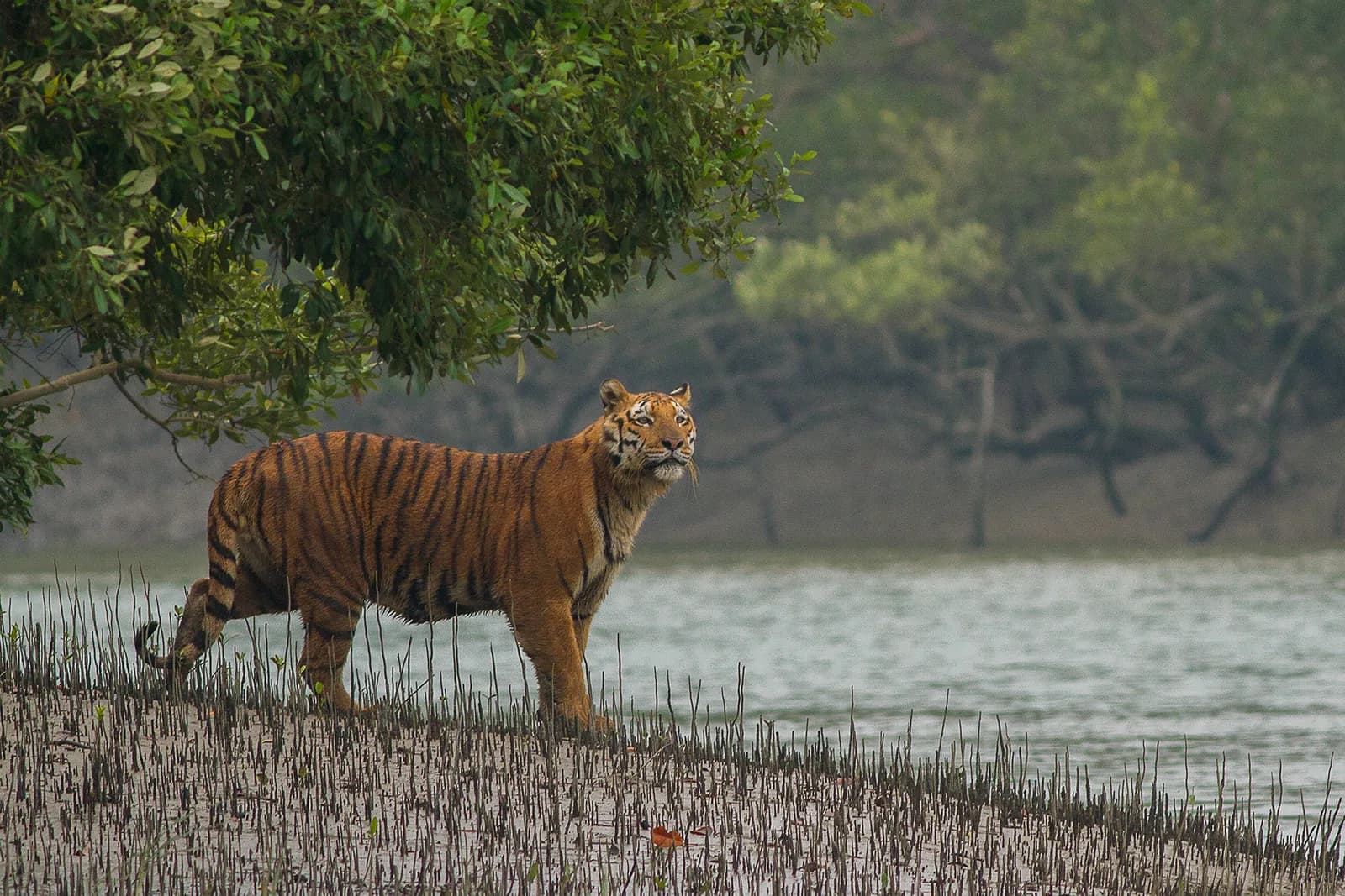 Sundarbans Mangrove Royal Bengal Tiger Safari