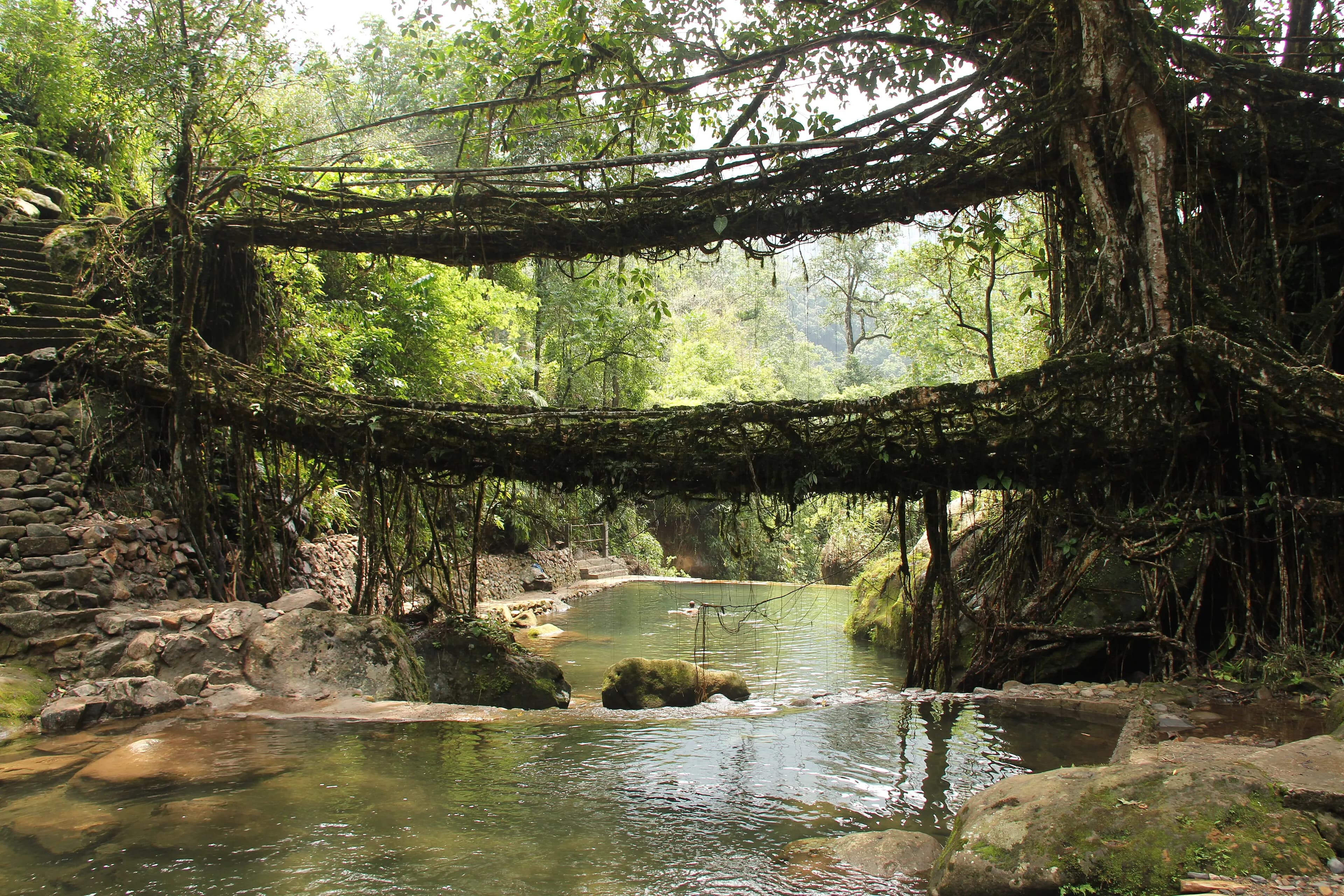Living Roots & Sacred Rainforests