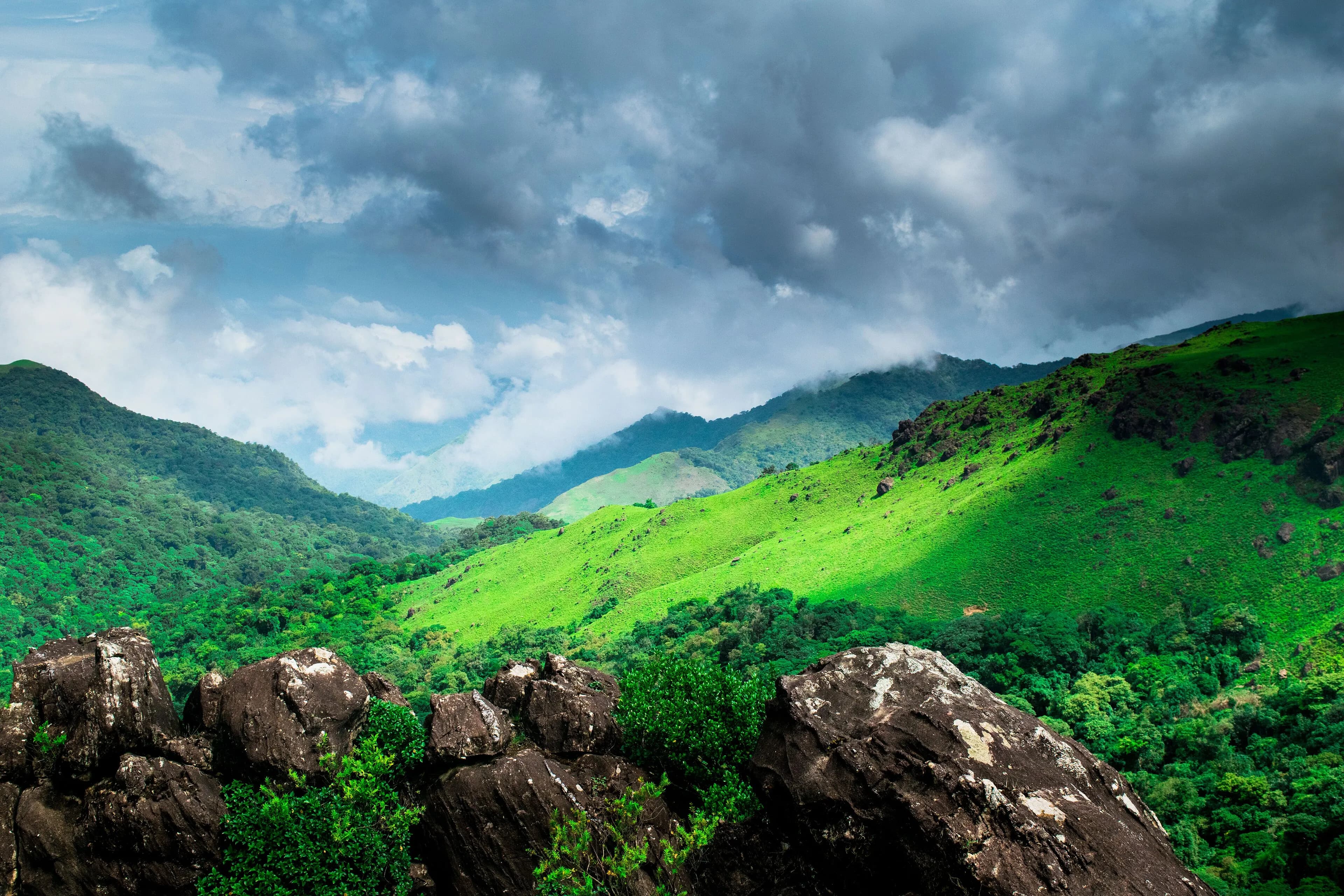 Coffee Plantations & Rainforest Streams