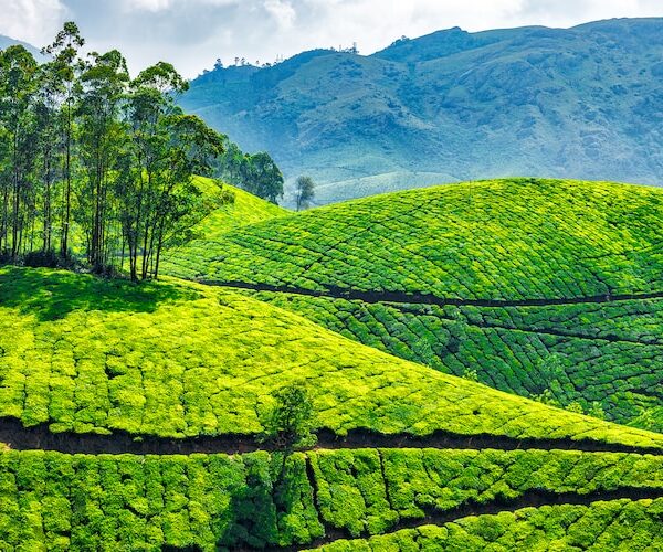 Munnar_Tea Gardens